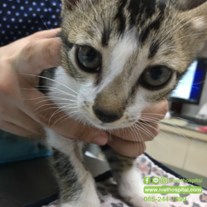 น้องเสือ..แมวเก้าชีวิต!!